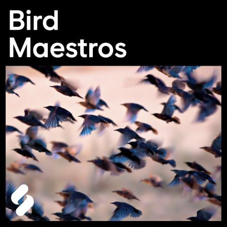 Bird Maestros WAV-FLARE