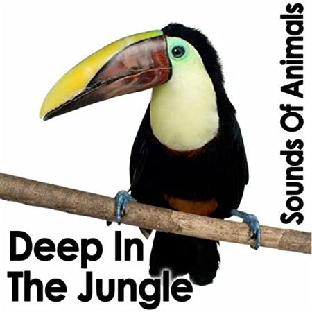 Sounds of Animals Deep in the Jungle FLAC